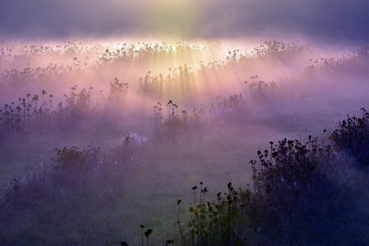 artellliii72-morning-fog-5567840_1920.jpg